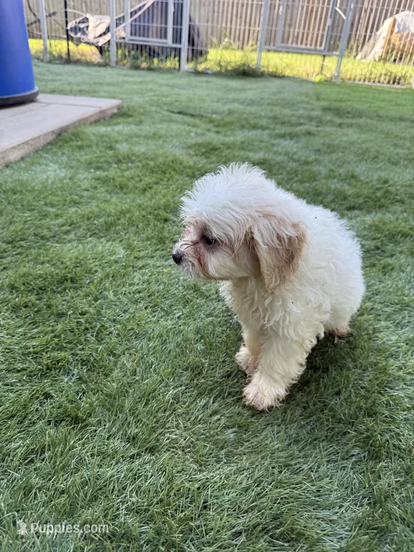 Cheddar  – Shih Tzu, Bichpoo puppy for sale in Fayetteville, NC