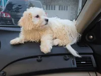 Cuddle Bug, a male Shih Tzu and Bichpoo for sale in Fayetteville, NC – 2 of 3