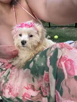 Willow, a female Bichon Frise and Shih Tzu for sale in Fayetteville, NC – 8 of 9