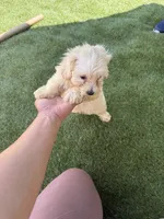 Happy , a male Bichon Frise and Shihpoo for sale in Fayetteville, NC – 4 of 6