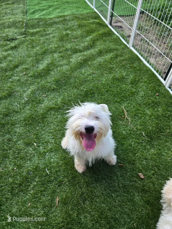 Cory  – Bichon Frise, Shihpoo puppy for sale in Fayetteville, NC