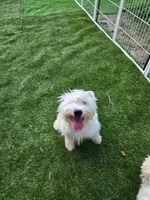 Cory , a male Bichon Frise and Shihpoo for sale in Fayetteville, NC – 1 of 2