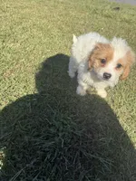 Sadie, a female Bichon Frise and Shihpoo for sale in Fayetteville, NC – 5 of 9