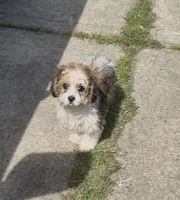Sammie, a female Bichon Frise and Shih Tzu for sale in Fayetteville, NC – Photo 2 of 6