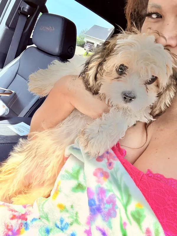 Sammie – Bichon Frise, Shih Tzu puppy for sale in Fayetteville, NC