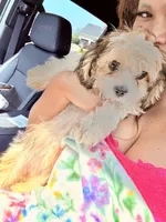 Sammie, a female Bichon Frise and Shih Tzu for sale in Fayetteville, NC – Photo 3 of 6