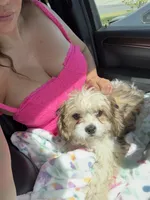 Sammie, a female Bichon Frise and Shih Tzu for sale in Fayetteville, NC – Photo 5 of 6