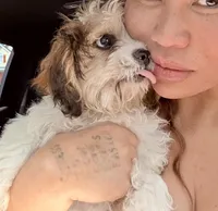 Sammie, a female Bichon Frise and Shih Tzu for sale in Fayetteville, NC – Photo 6 of 6