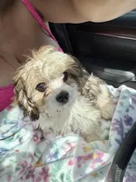 Sammie, a female Bichon Frise and Shih Tzu for sale in Fayetteville, NC – Photo 1 of 6