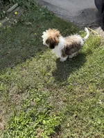 Sammie, a female Bichon Frise and Shih Tzu for sale in Fayetteville, NC – Photo 4 of 6