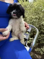 Sugar , a female Bichon Frise and Shihpoo for sale in Fayetteville, NC – 2 of 2