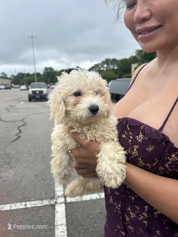 Teddy – Shih Tzu, Shichon puppy for sale in Fayetteville, NC
