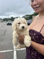 Teddy, a male Shih Tzu and Shichon for sale in Fayetteville, NC – 1 of 5