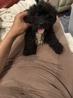 Bear, a male Bichon Frise and Shihpoo for sale in Fayetteville, NC – 5 of 6