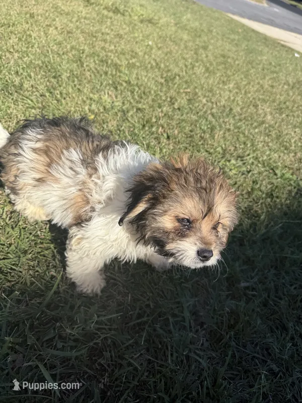 Fudge, a male Bichon Frise and Shihpoo for sale in Fayetteville, NC – 1 of 5