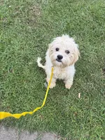  Potty trained Luna, a female Bichon Frise and Shichon for sale in Fayetteville, NC – 4 of 7