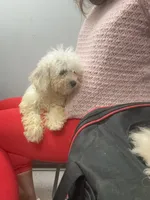 Mimi, a female Bichon Frise and Shihpoo for sale in Fayetteville, NC – 2 of 4