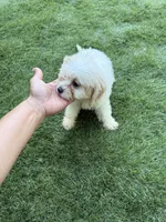 Cheddar , a male Shih Tzu and Bichpoo for sale in Fayetteville, NC – 2 of 6