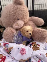 Snickers , a female Shichon for sale in Fayetteville, NC – 4 of 10