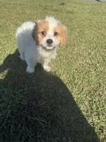 Sadie, a female Bichon Frise and Shihpoo for sale in Fayetteville, NC – 7 of 9