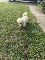 Lilly, Sweet and Potty Trained* , a female Shihpoo and Shih Tzu for sale in Fayetteville, NC – 3 of 3
