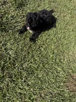 Chocolate, a male Shih Tzu and Bichpoo for sale in Fayetteville, NC – 6 of 6