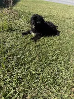 Chocolate, a male Shih Tzu and Bichpoo for sale in Fayetteville, NC – 2 of 6
