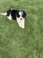 Rufus , a male Shih Tzu and Bichpoo for sale in Fayetteville, NC – 2 of 4