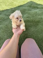 Happy , a male Bichon Frise and Shihpoo for sale in Fayetteville, NC – 6 of 6