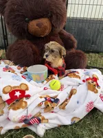 Cookie, a male Bichon Frise and Shih Tzu for sale in Fayetteville, NC – 8 of 10