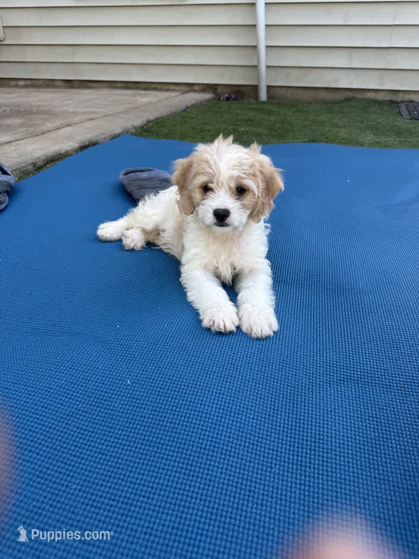 Bentley – Shih Tzu, Bichpoo puppy for sale in Fayetteville, NC