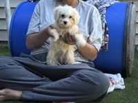 Muffin, a male Shih Tzu and Bichpoo for sale in Fayetteville, NC – 3 of 4