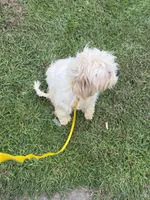  Potty trained Luna, a female Bichon Frise and Shichon for sale in Fayetteville, NC – 6 of 7