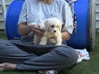 Muffin, a male Shih Tzu and Bichpoo for sale in Fayetteville, NC – 4 of 4