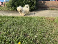 Lilly, Sweet and Potty Trained* , a female Shihpoo and Shih Tzu for sale in Fayetteville, NC – 2 of 3