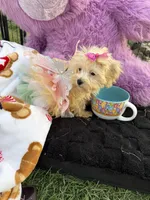 Willow, a female Bichon Frise and Shih Tzu for sale in Fayetteville, NC – 5 of 10