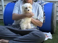 Muffin, a male Shih Tzu and Bichpoo for sale in Fayetteville, NC – 2 of 4