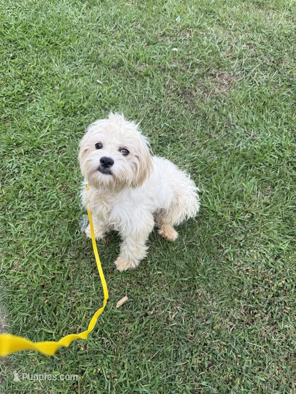  Potty trained Luna – Bichon Frise, Shichon puppy for sale in Fayetteville, NC
