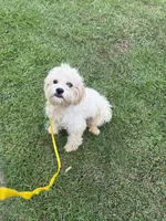  Potty trained Luna, a female Bichon Frise and Shichon for sale in Fayetteville, NC – 1 of 7