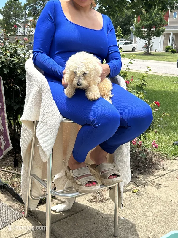 Lollipop  – Bichon Frise, Shih Tzu puppy for sale in Fayetteville, NC