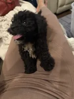 Bear, a male Bichon Frise and Shihpoo for sale in Fayetteville, NC – 4 of 6