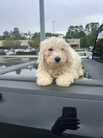 Teddy, a male Shih Tzu and Shichon for sale in Fayetteville, NC – 3 of 5