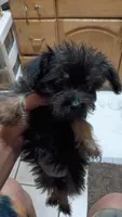 Precious , a female Miniature Schnauzer for sale in Monroe, LA – 1 of 1