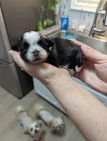 Ellie, a female Shih Tzu for sale in Elizabeth City, NC – 3 of 7