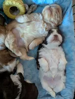 Kali, a female Shih Tzu for sale in Elizabeth City, NC – 8 of 9