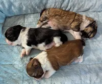 Madeline , a female Shih Tzu for sale in Elizabeth City, NC – 6 of 9