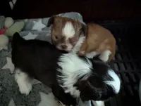 Madeline , a female Shih Tzu for sale in Elizabeth City, NC – 4 of 9