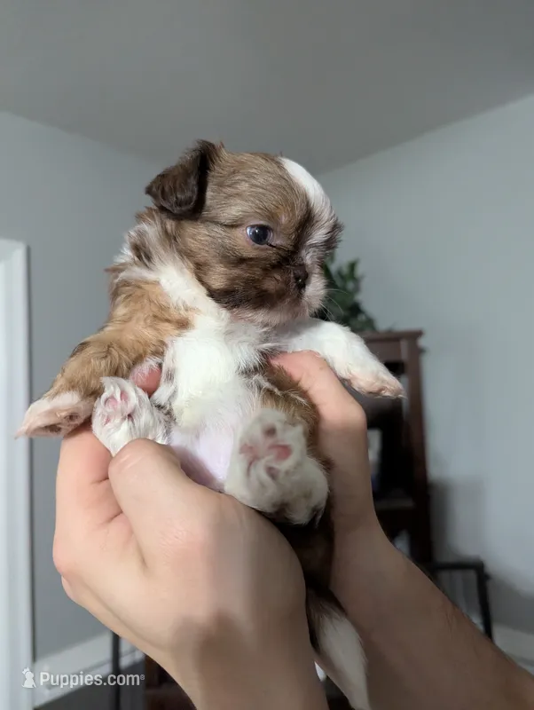 Madeline  – Shih Tzu puppy for sale in Elizabeth City, NC