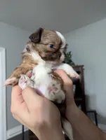 Madeline , a female Shih Tzu for sale in Elizabeth City, NC – 1 of 9