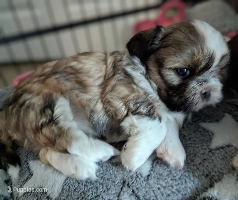 Lacey  – Shih Tzu puppy for sale in Elizabeth City, NC